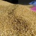 甘肃兰州永登高原高品质精品黎麦