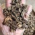 云南中药材升麻升麻片正品黑升麻片500g包邮