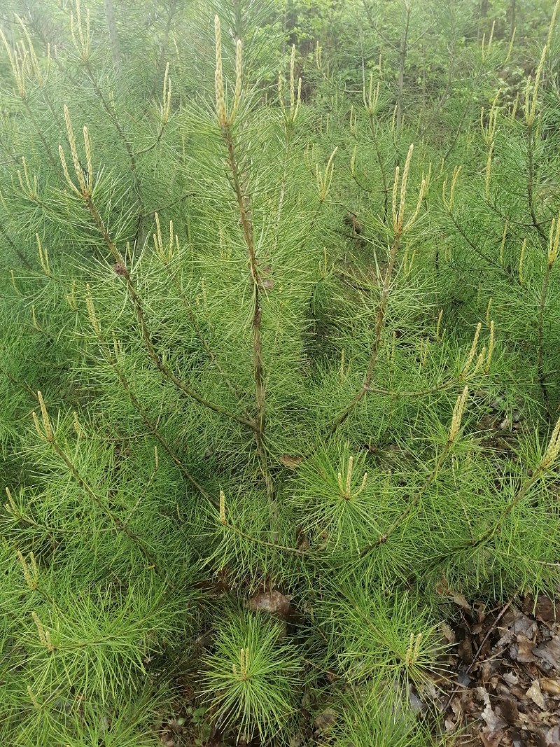自产自销白皮松苗产地直供优质可靠欢迎选购，大量供货，产地