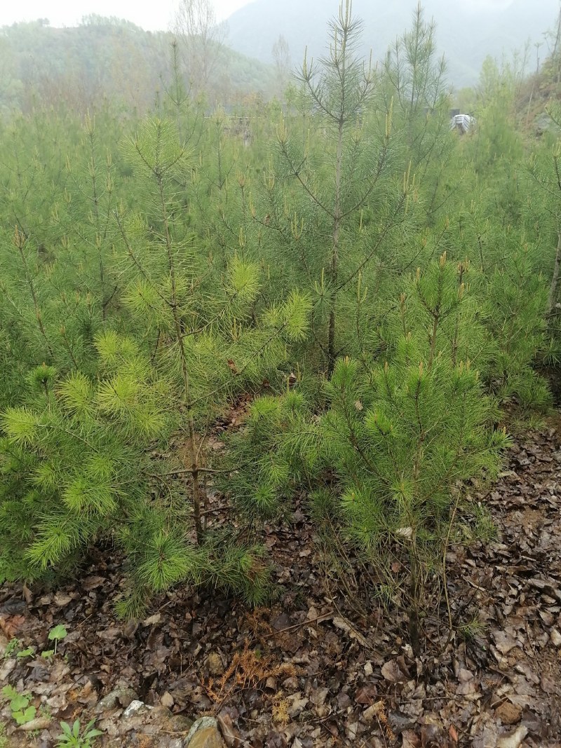 自产自销白皮松苗产地直供优质可靠欢迎选购，大量供货，产地