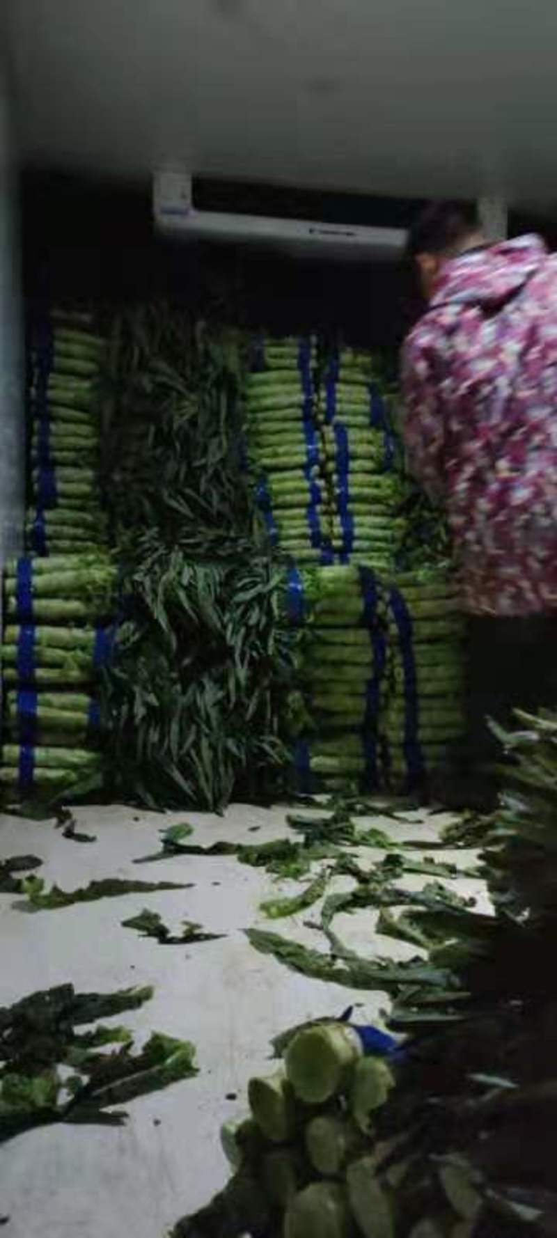 安徽宿州埇桥区红叶香窝苣，上市平均一斤七八两，大棚蔬菜。