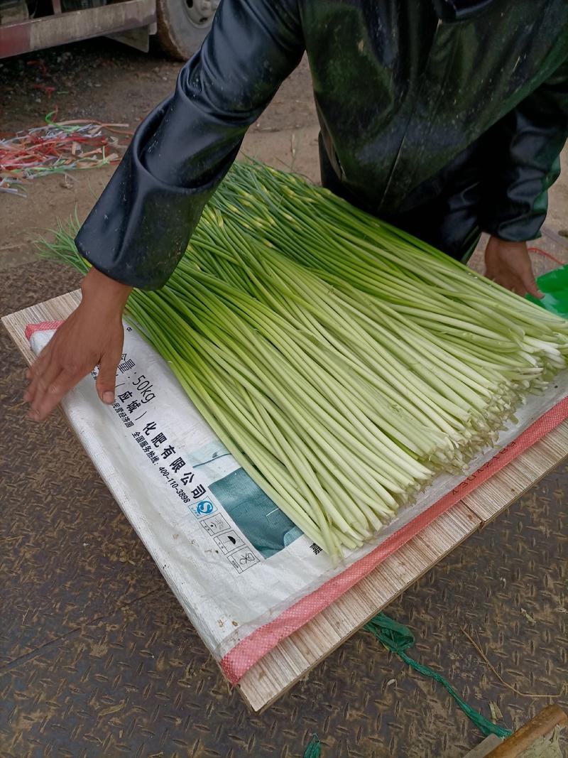 蒜苔朝收午发的青鲜品白帽青苔代收代发