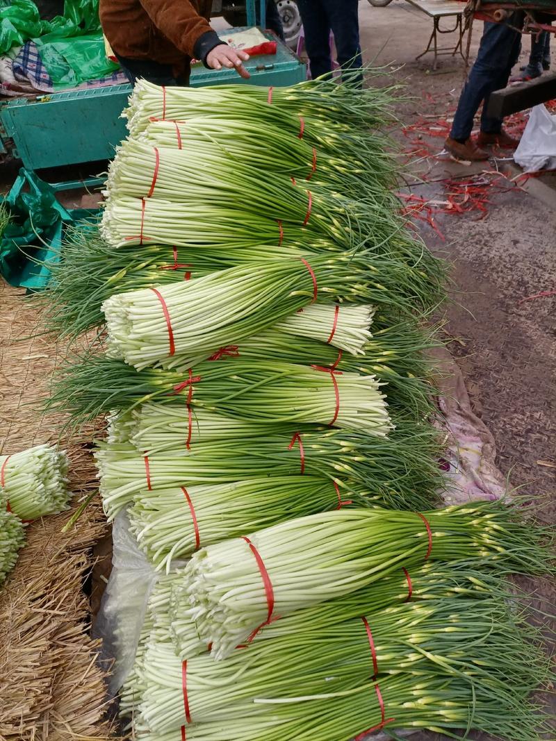 蒜苔朝收午发的青鲜品白帽青苔代收代发