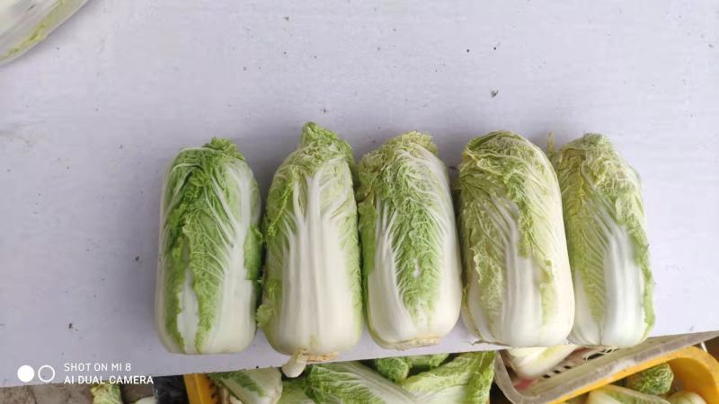 小娃娃菜深加工原包均可，包上车，
