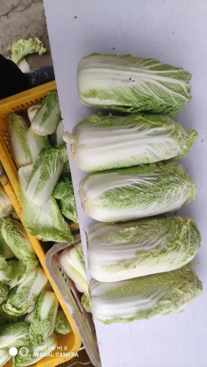 小娃娃菜深加工原包均可，包上车，