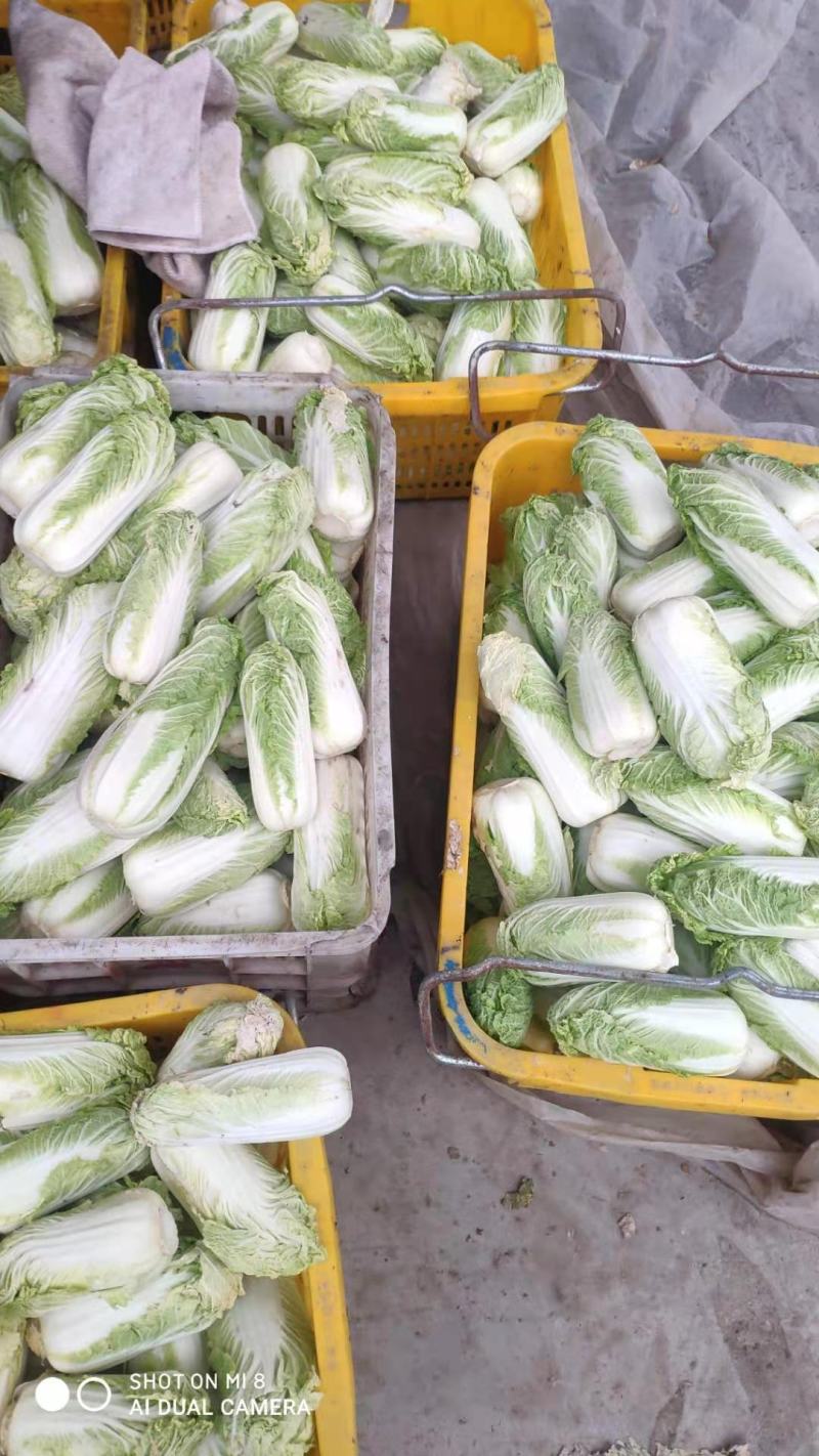小娃娃菜深加工原包均可，包上车，