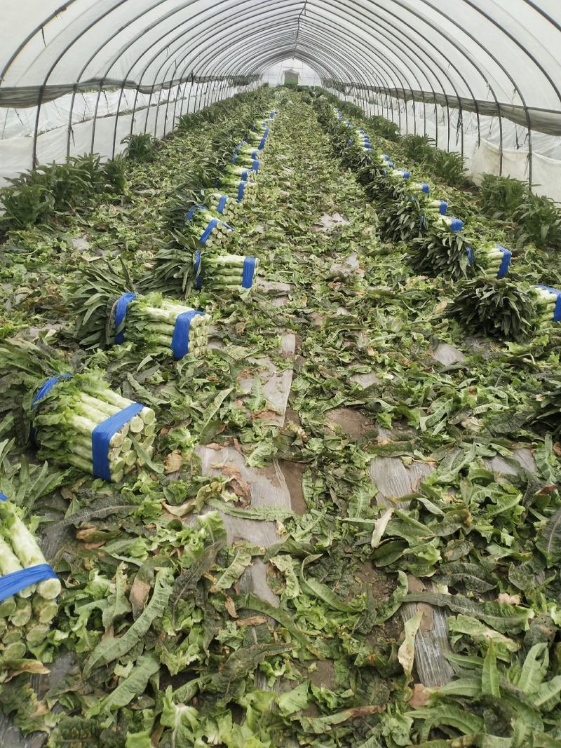【推荐】精品红叶莴苣产地一手货源诚信合作量大优惠