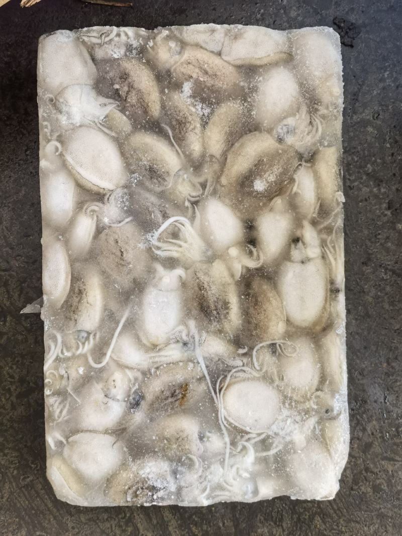 圆墨批发墨鱼仔批发墨鱼批发