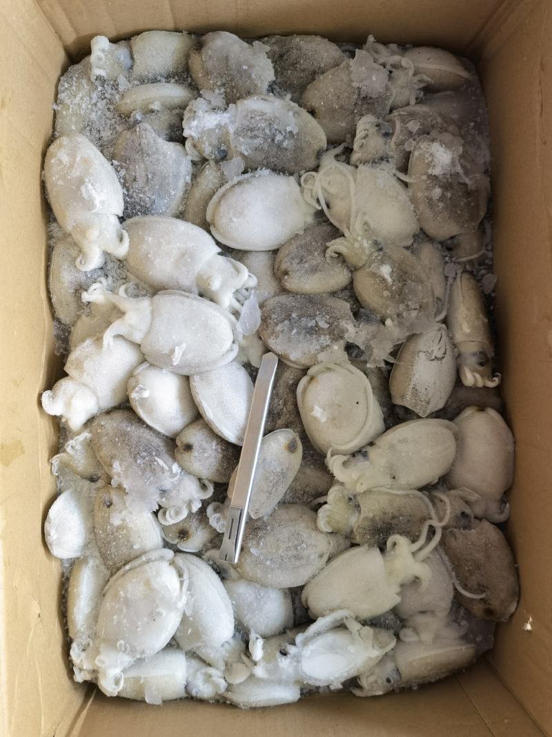 圆墨批发墨鱼仔批发墨鱼批发