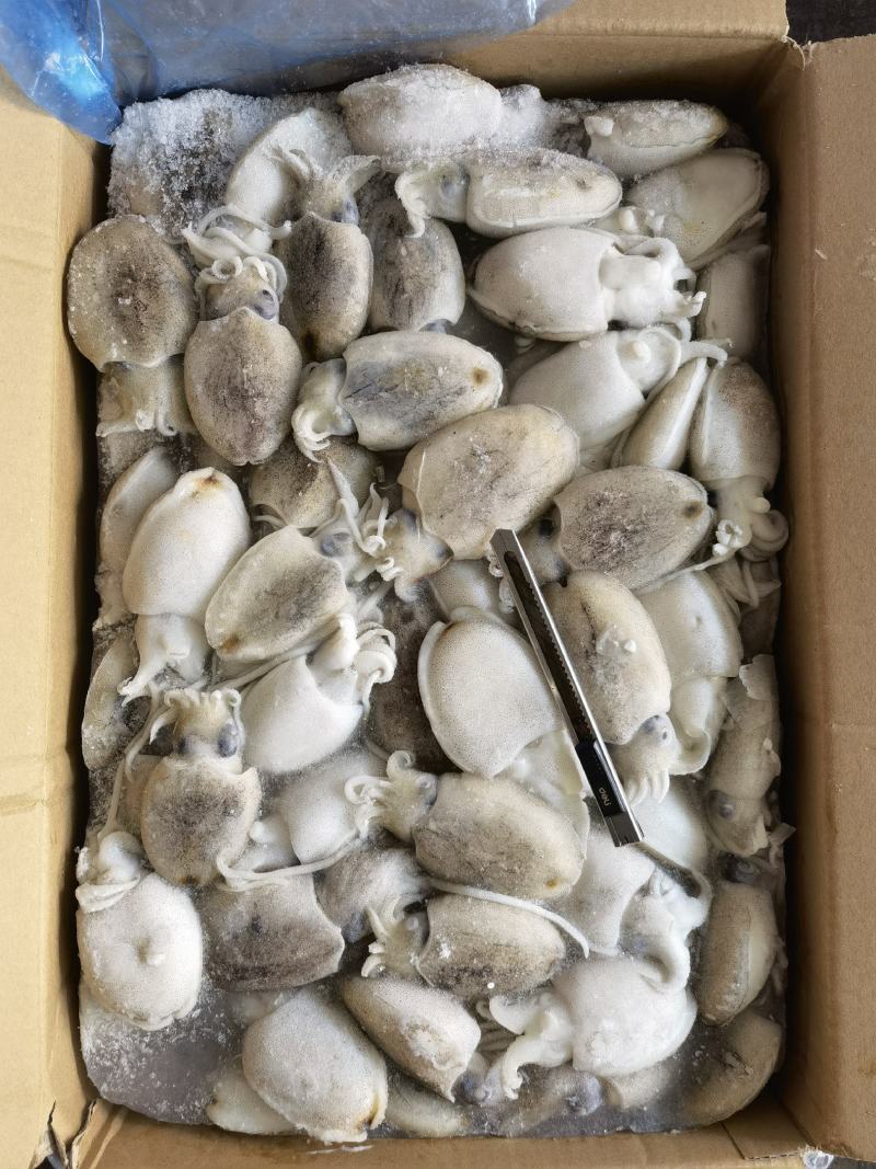 圆墨批发墨鱼仔批发墨鱼批发