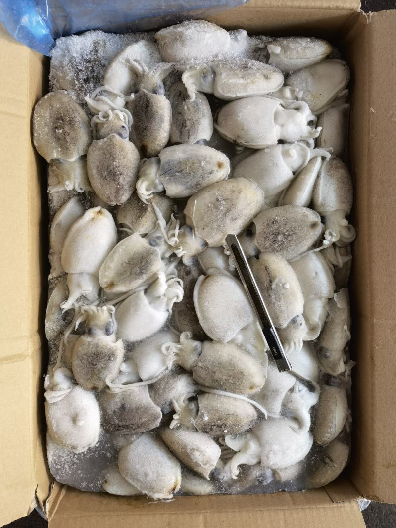圆墨批发墨鱼仔批发墨鱼批发