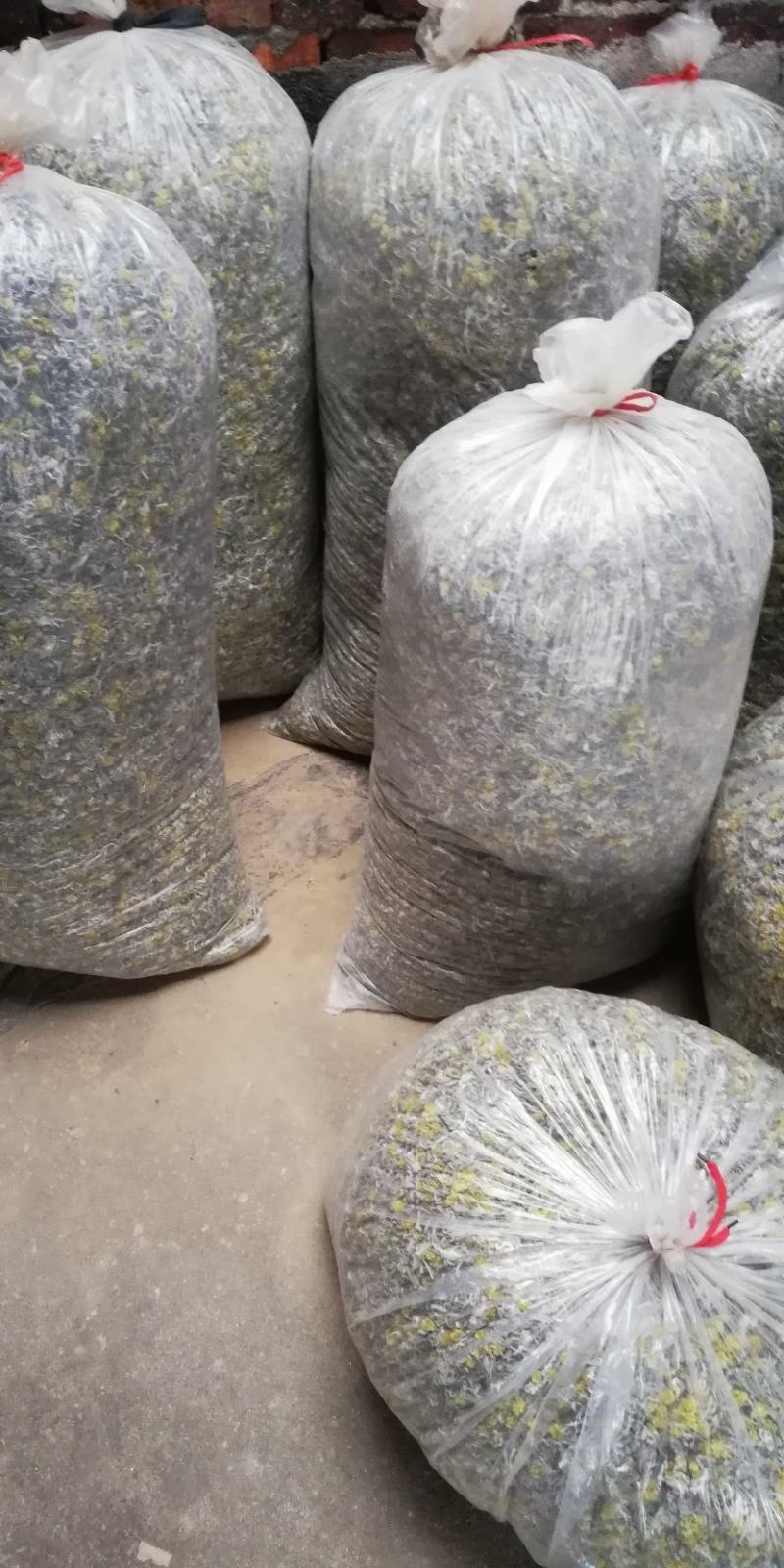 鼠曲草，印子菜丶清明菜等一手货源，量大从优。