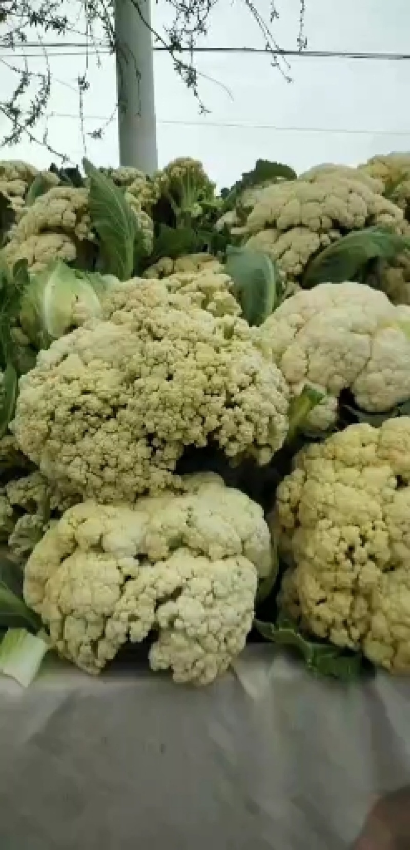 大量供越冬菜花。欢迎各位老板前来拉菜，共同发财。