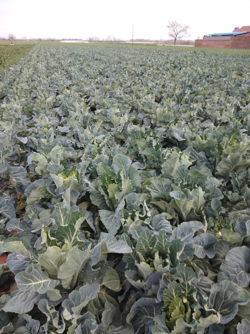大量供越冬菜花。欢迎各位老板前来拉菜，共同发财。