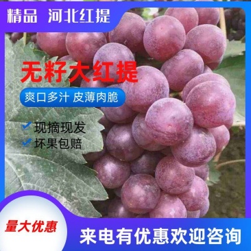 （红提）红无核葡萄，颜色鲜亮，卖相好，个头大粉厚