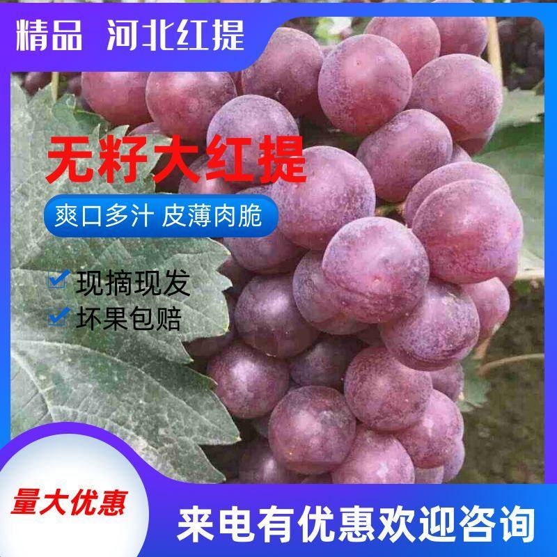 （红提）红无核葡萄，颜色鲜亮，卖相好，个头大粉厚