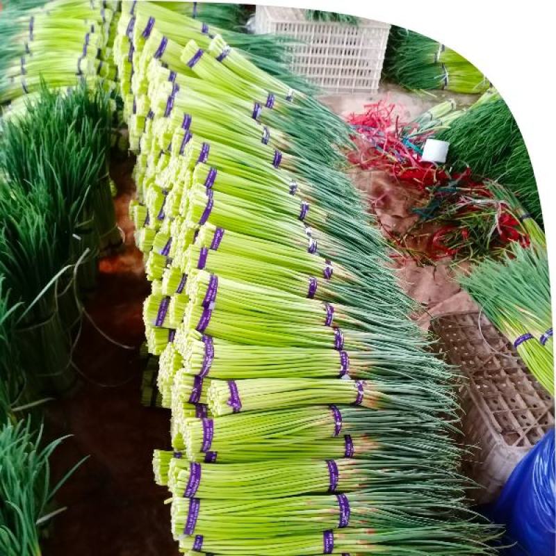 精品红帽蒜薹大量上市代发全国各地，诚信共赢保证质量