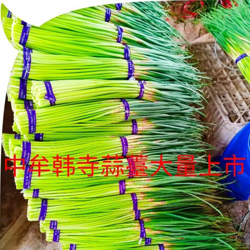精品红帽蒜薹大量上市代发全国各地，诚信共赢保证质量