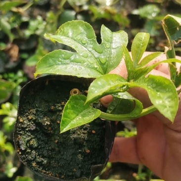 云南芒市轩岗百香果苗