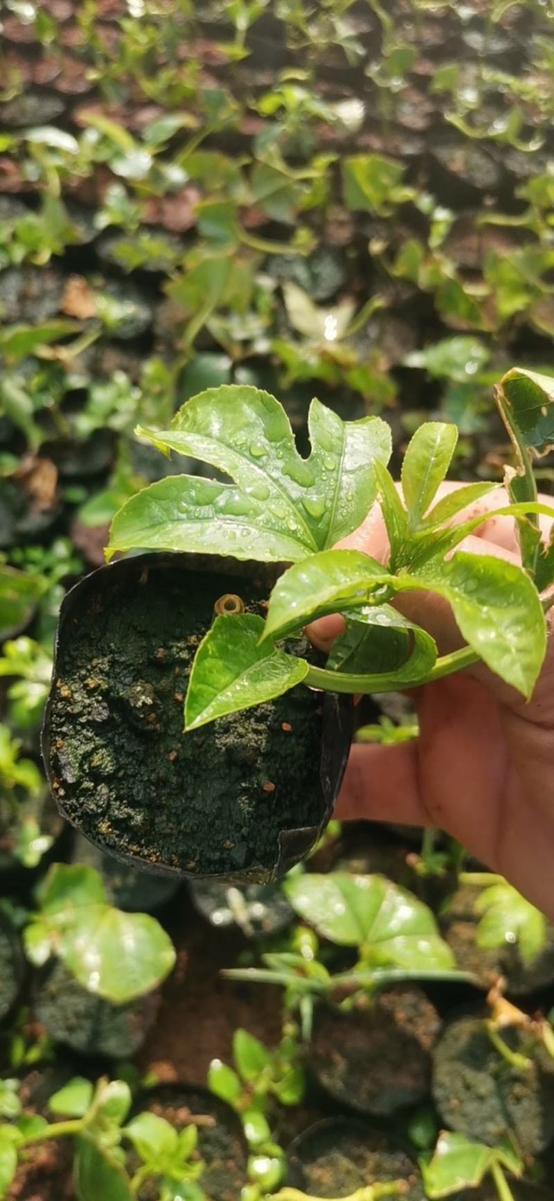云南芒市轩岗百香果苗