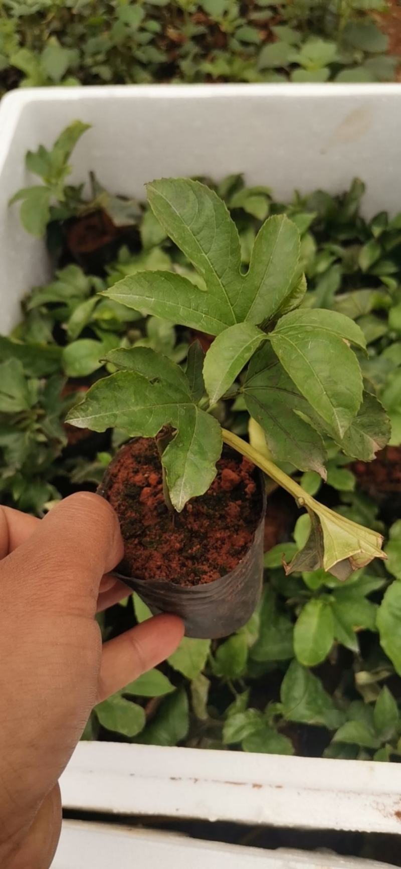 云南芒市轩岗百香果苗