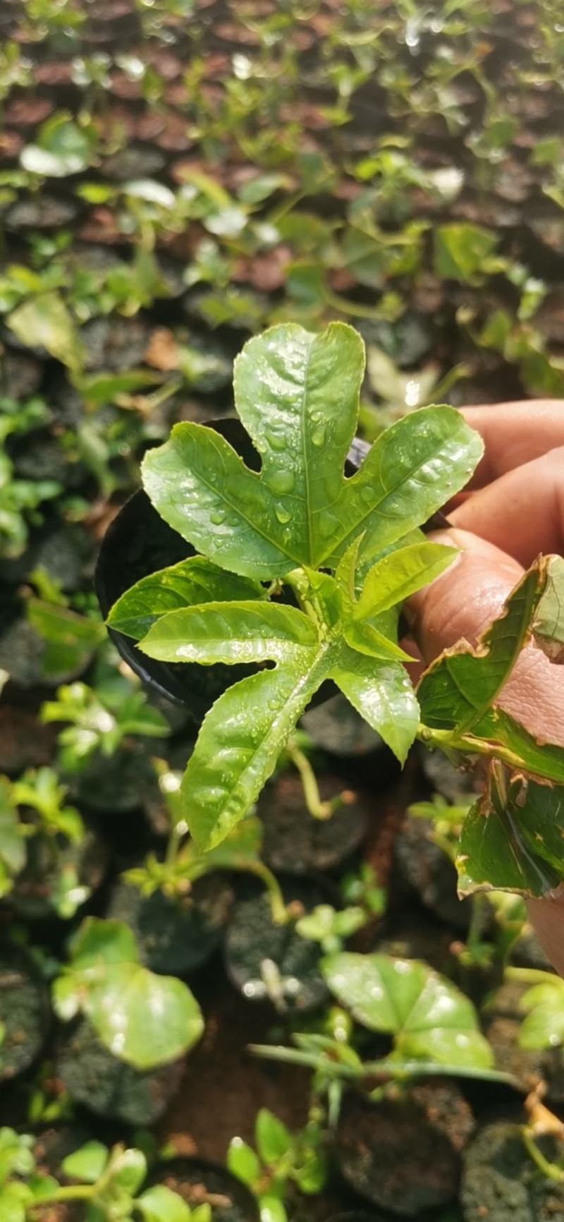 云南芒市轩岗百香果苗