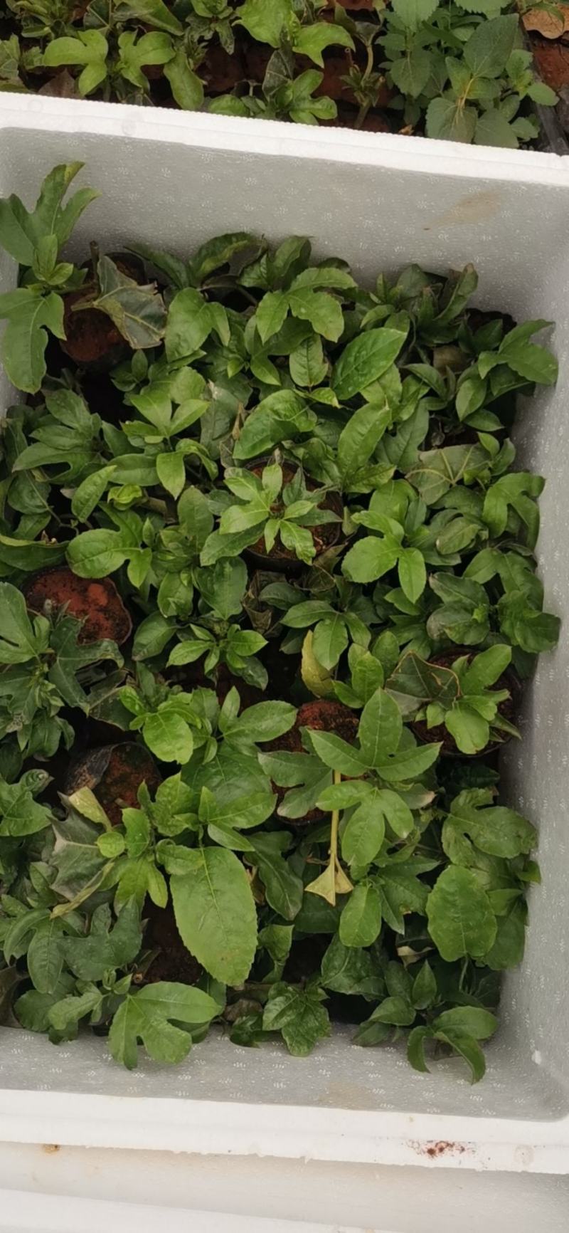 云南芒市轩岗百香果苗
