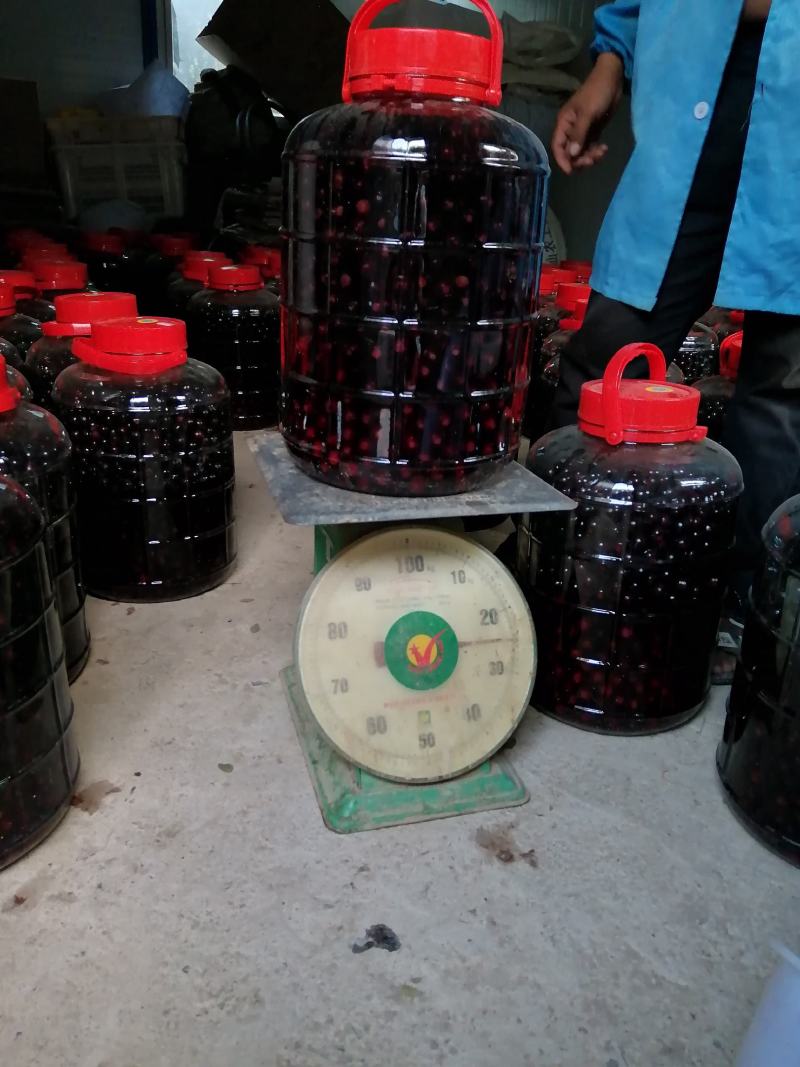 庭院种植室外绿化树上长的黑葡萄，加宝果，可以吃也可以泡酒