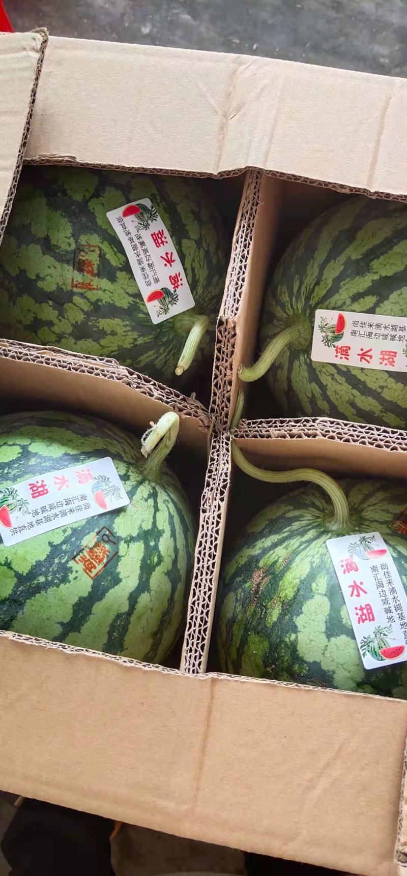 精品8424西瓜，大小均匀，口感好。卖相好，果形好，