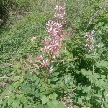 野生白鲜皮，抽心率高，药农自挖自销，含量高。（包邮）