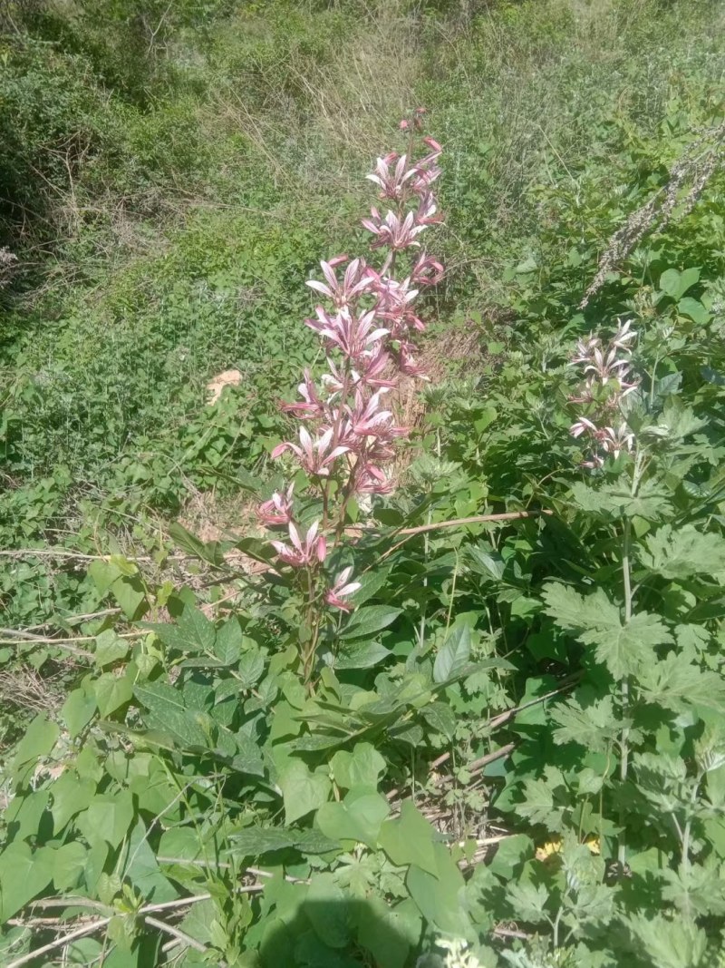 野生白鲜皮，抽心率高，药农自挖自销，含量高。（包邮）