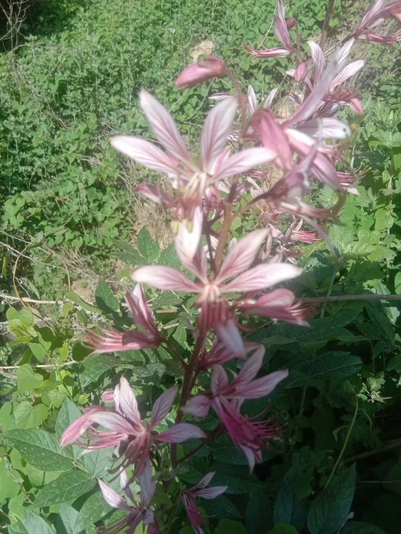 野生白鲜皮，抽心率高，药农自挖自销，含量高。（包邮）