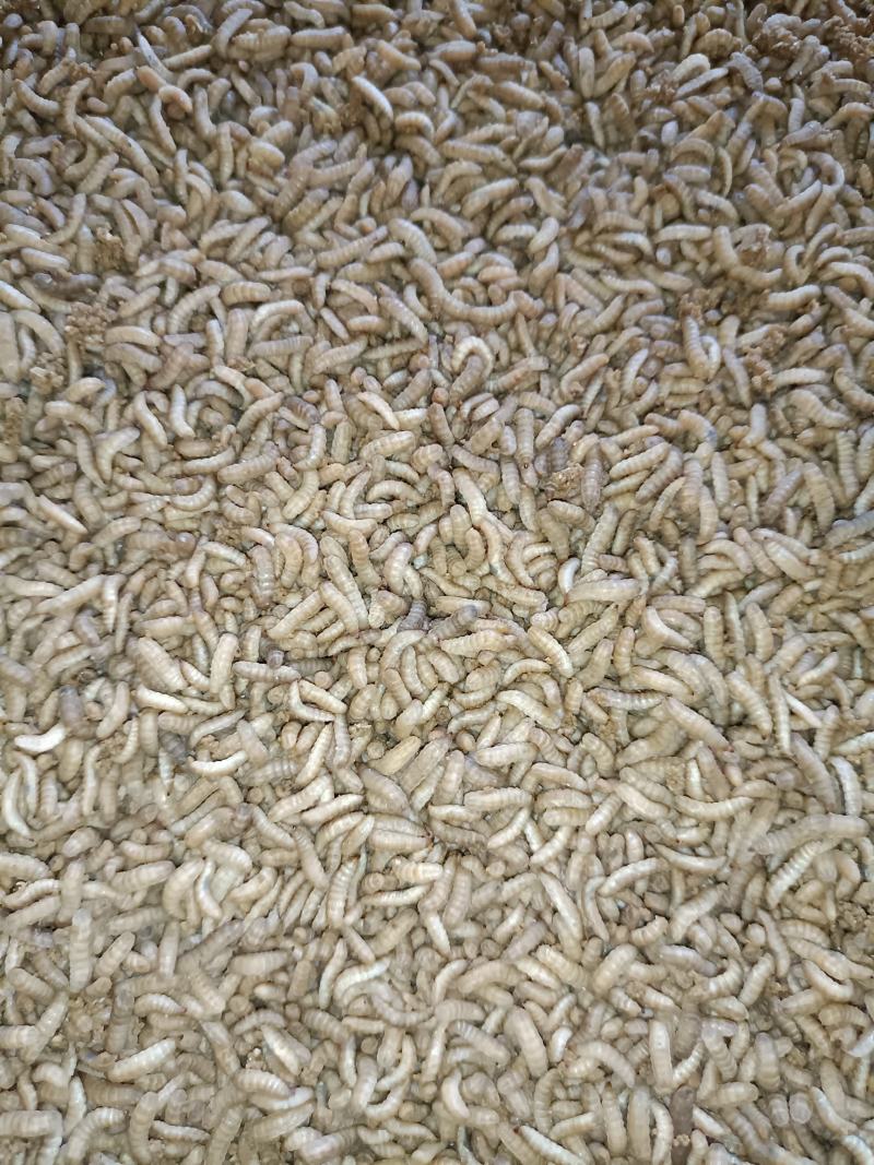 植物蛋白。豆渣养殖黑水虻