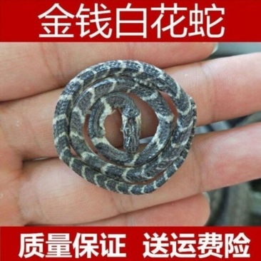 正金钱白花蛇产地云南两只起售乌蛇另售各种虫类药材