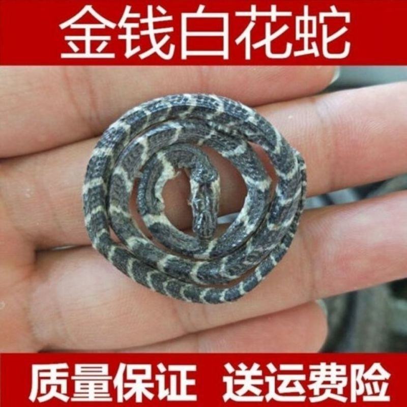 正金钱白花蛇产地云南两只起售乌蛇另售各种虫类药材