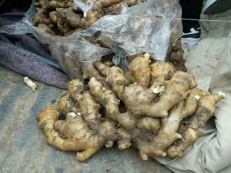山东优质大黄生姜。小黄姜。大量供应，货源充足。保证质量。