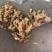 山东优质大黄生姜。小黄姜。大量供应，货源充足。保证质量。