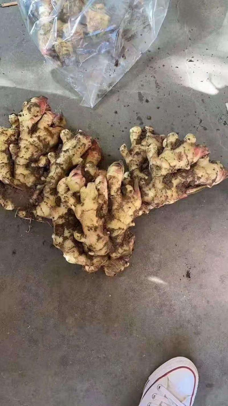 山东优质大黄生姜。小黄姜。大量供应，货源充足。保证质量。