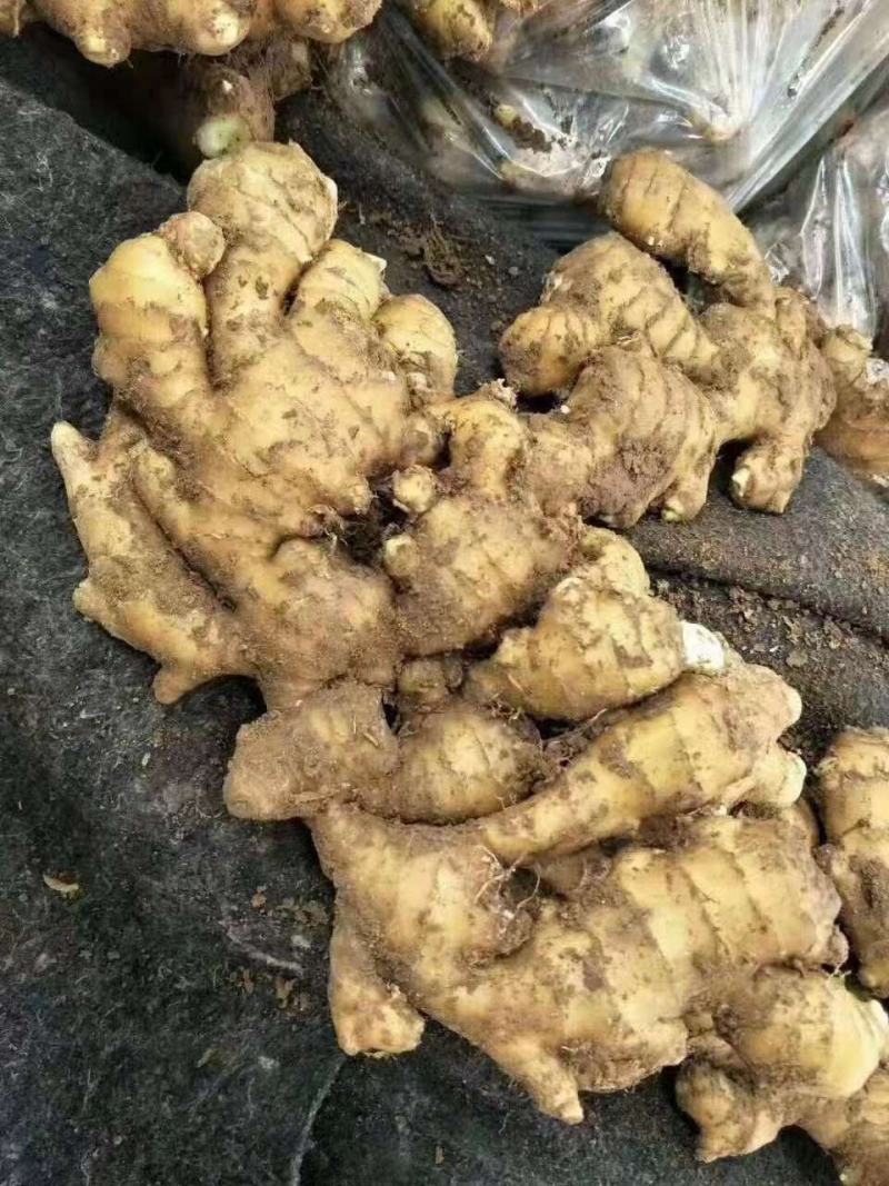 山东优质大黄生姜。小黄姜。大量供应，货源充足。保证质量。