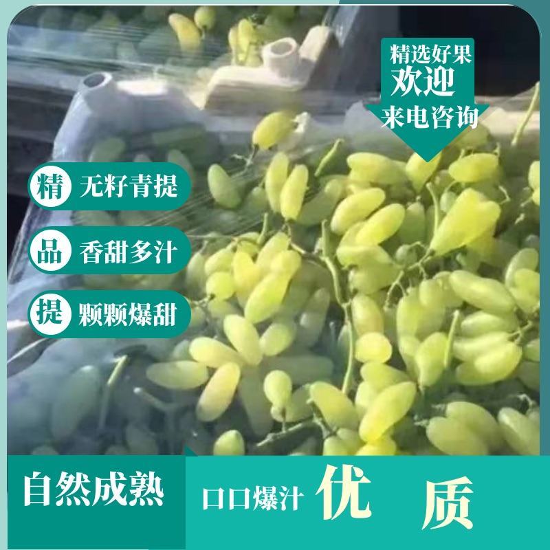 饶阳金手指葡萄-规格齐全产地直销-质量供应保障欢迎选购