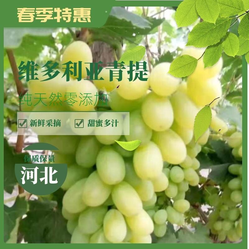 【葡萄】饶阳维多利亚青提皮薄多汁产地直销保质保量