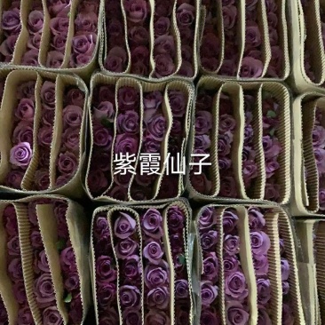 紫玫瑰紫霞仙子鲜切花批发云南基地直发可代拍代买社区团购