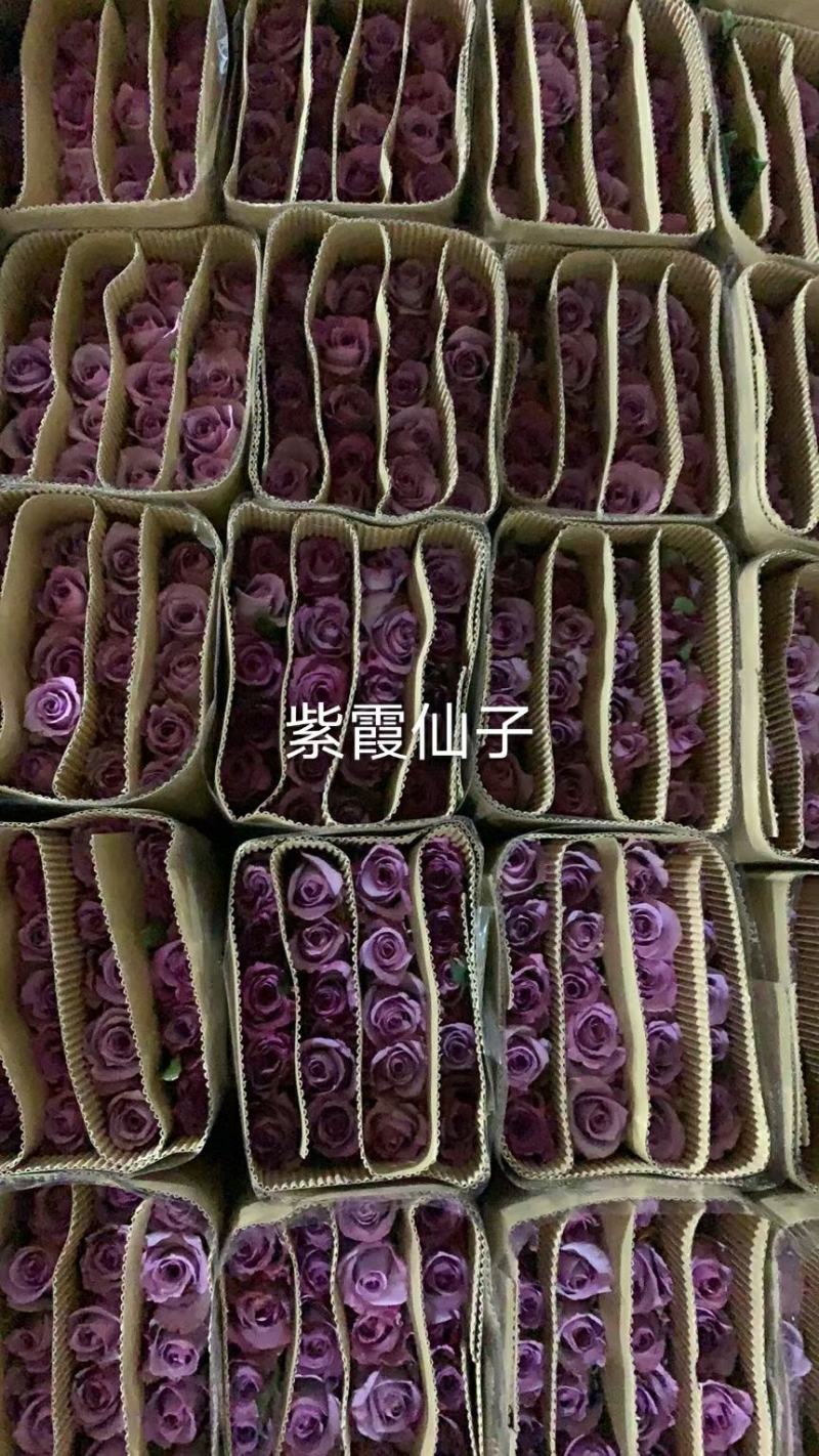 紫玫瑰紫霞仙子鲜切花批发云南基地直发可代拍代买社区团购