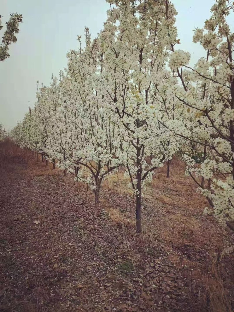 占地秋月梨树，晚秋梨树，黄冠梨树各种占地树馆陶县众康果品