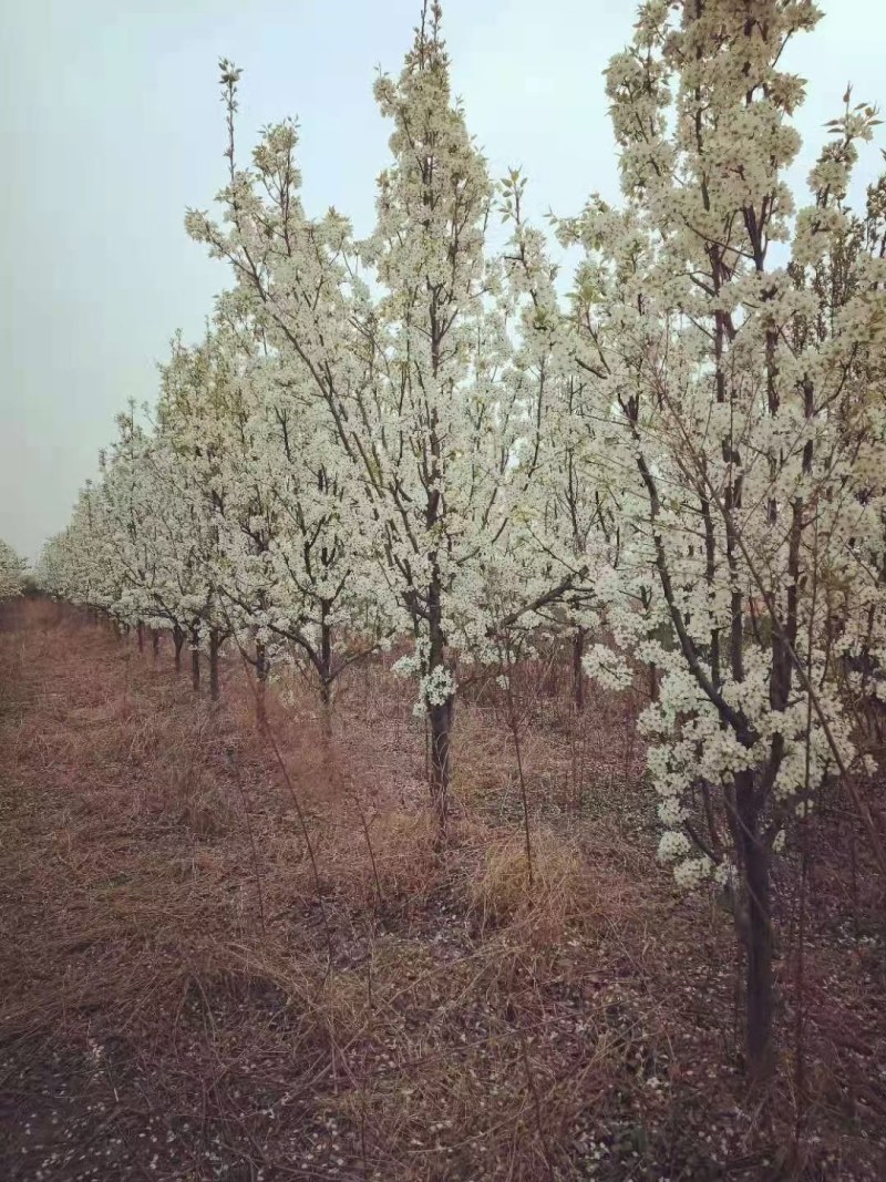 占地秋月梨树，晚秋梨树，黄冠梨树各种占地树馆陶县众康果品