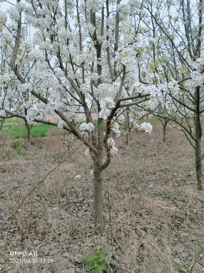 占地秋月梨树，晚秋梨树，黄冠梨树各种占地树馆陶县众康果品