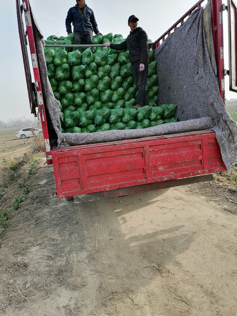 甘兰，现己上市，专业工人，打包上车，，