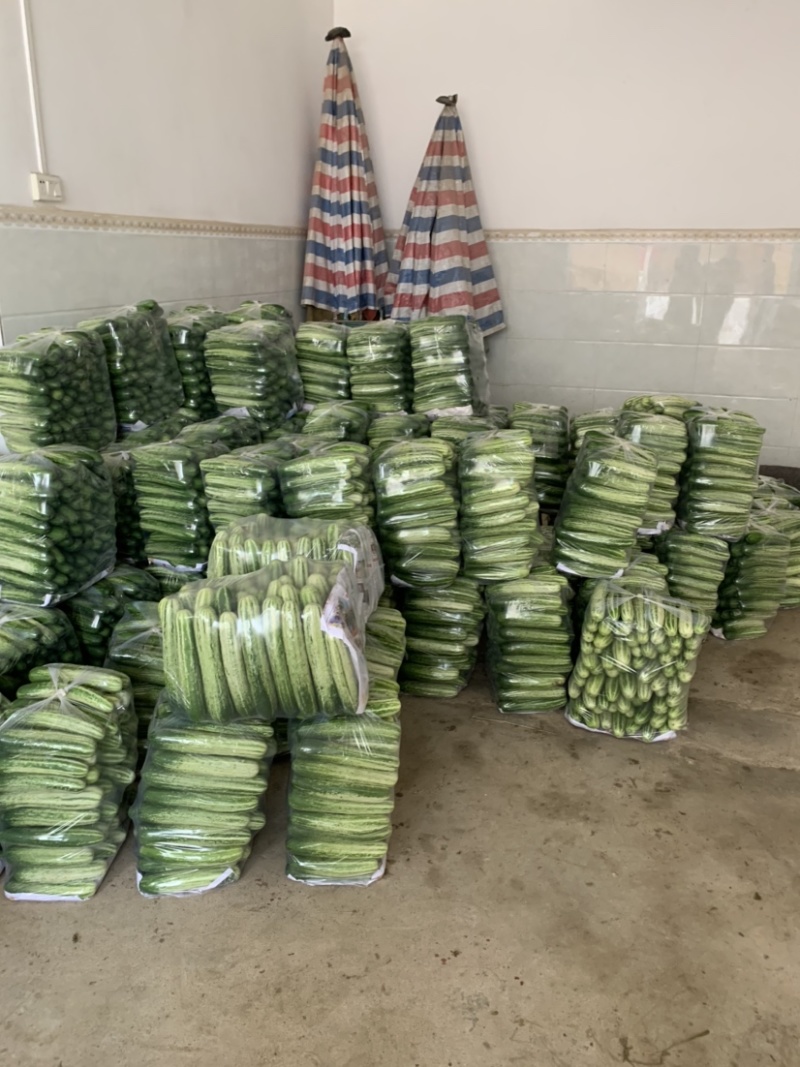产地新苗燕白黄瓜上市！品种优良，质量保证！！