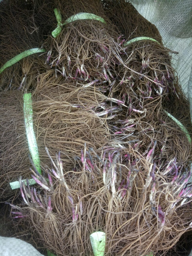 威灵仙种苗，二至三年生苗。