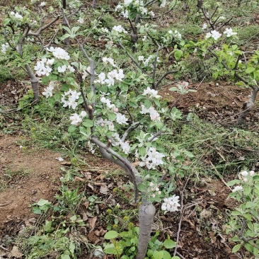 盆景苹果树，量大从优